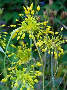 Allium flavum.jpg